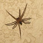 Luka Karena Gigitan Serangga